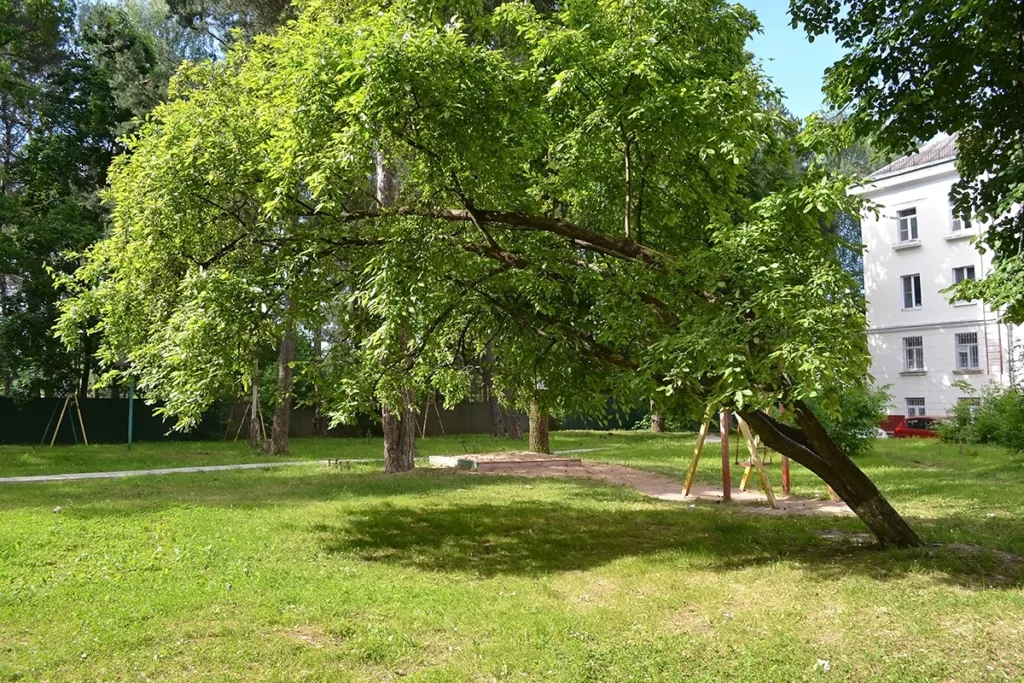 A tree in the front yard of a white house, surrounded by a green lawn