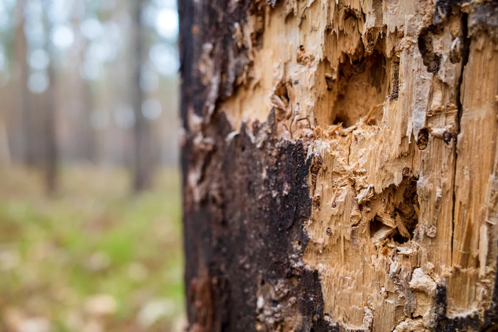 A close up of a tree trunk with pest damage