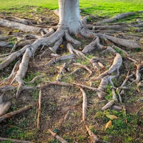 A tree with exposed roots on a front lawn, showing the concept of how surface roots can negatively impact your trees