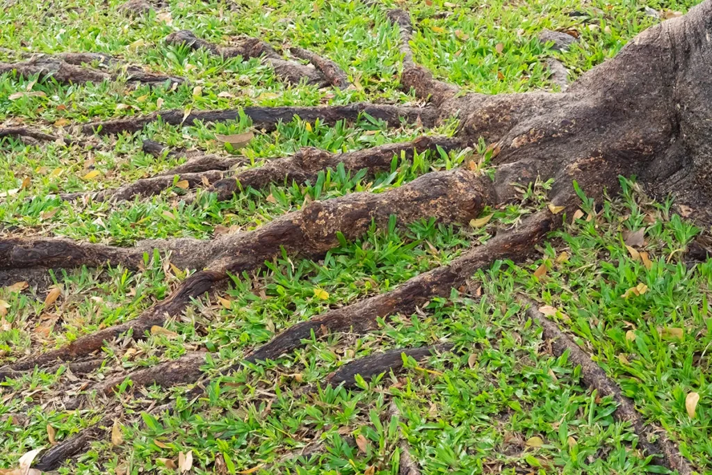 A tree with exposed roots, surrounded by grass in a front lawn or backyard