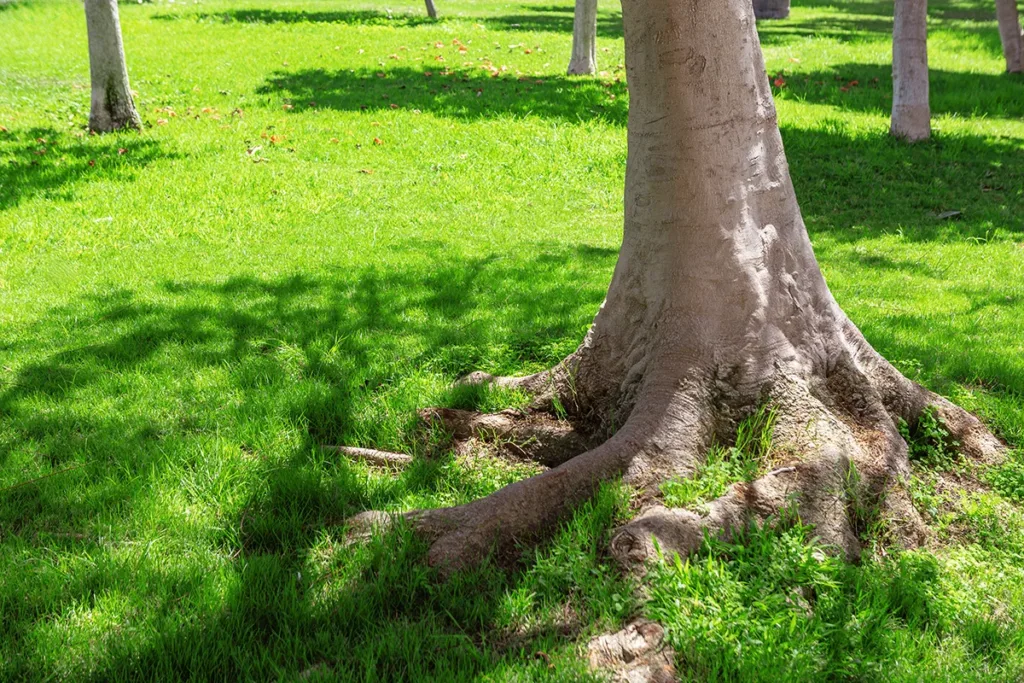 A tree with exposed roots surrounded by bright green grass in a backyard or park