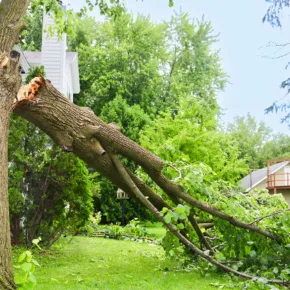 A large tree in a front yard, with a broken branch after being damaged by a storm