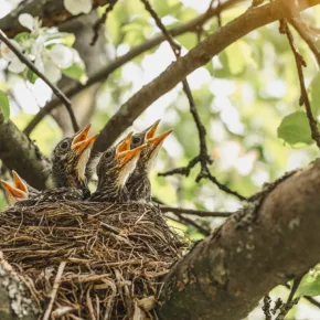 A group of baby birds chirping in a nest for food, showing the concept of bird nesting season and tree care